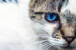 青い猫の眼