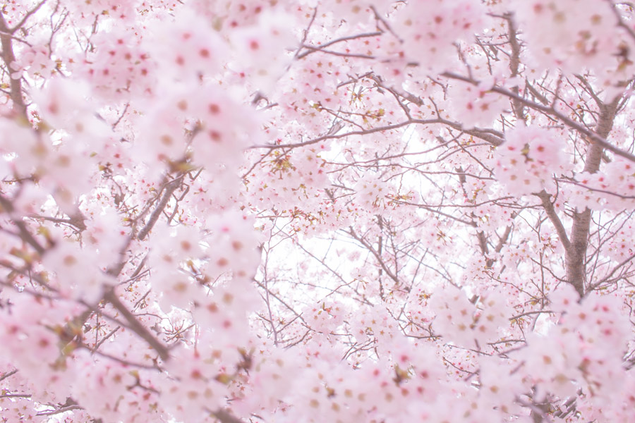 桜の森の満開の下-坂口安吾-イメージ