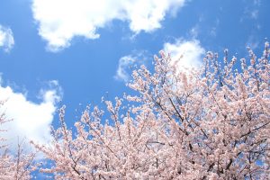 桜の森の満開の下-坂口安吾-狐人的読書メモ-イメージ